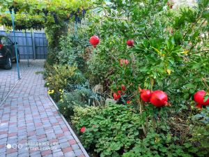 Фотография 22 из 24 - Сезон 2026. Судак. Двухкомнатный дом 8 минут до моря.